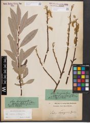 Foto von Salix caprea L. x Salix eleagnos Scop.